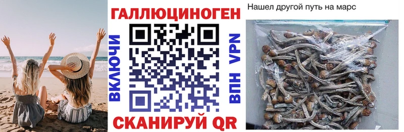 Купить  Куровское  Псилоцибиновые грибы Cubensis 